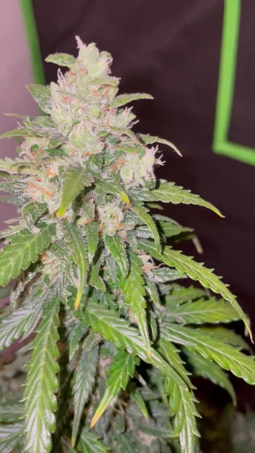Strawberry Haze Auto