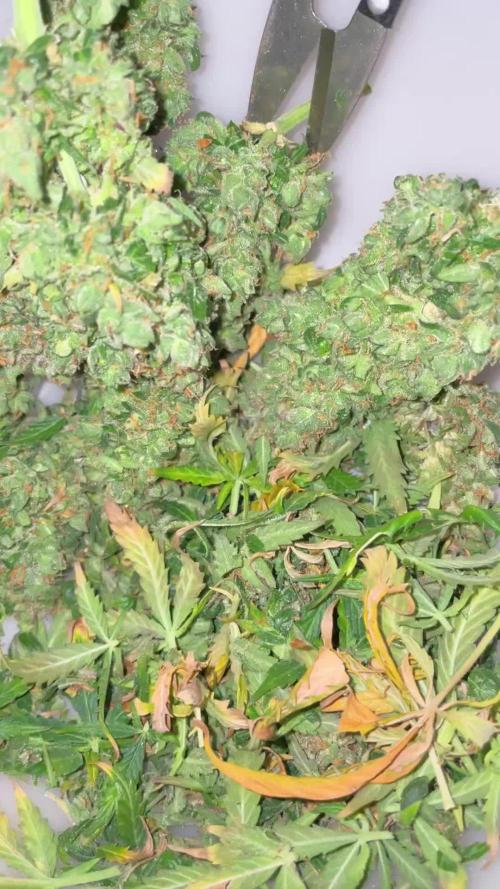 Strawberry Haze Auto