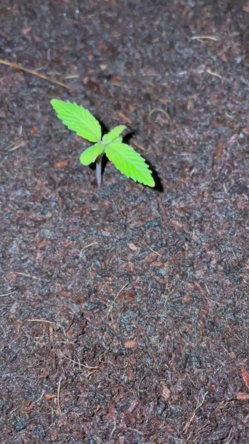 Blueberry Auto Zamnesia