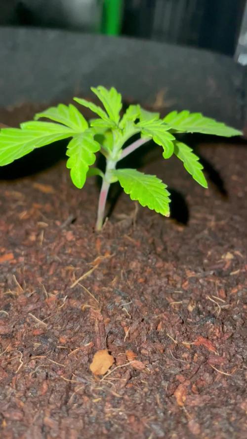 Blueberry Auto Zamnesia