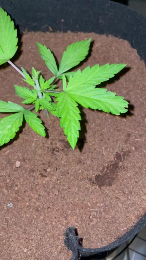 Blueberry Auto Zamnesia