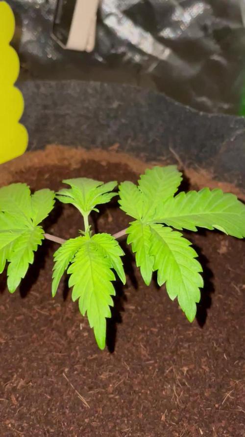 Purple Haze Nordkraut 25l Pot