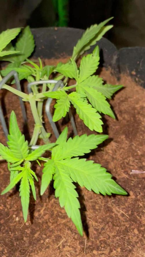 Blueberry Auto Zamnesia