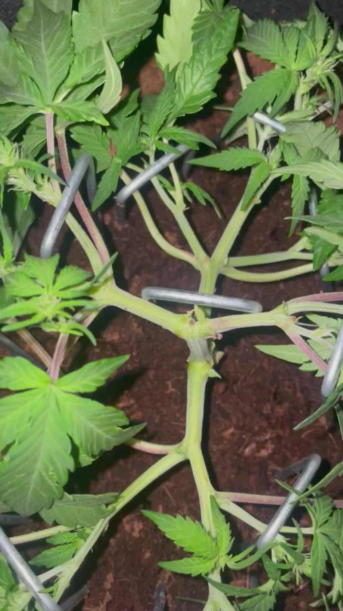 Blueberry Auto Zamnesia