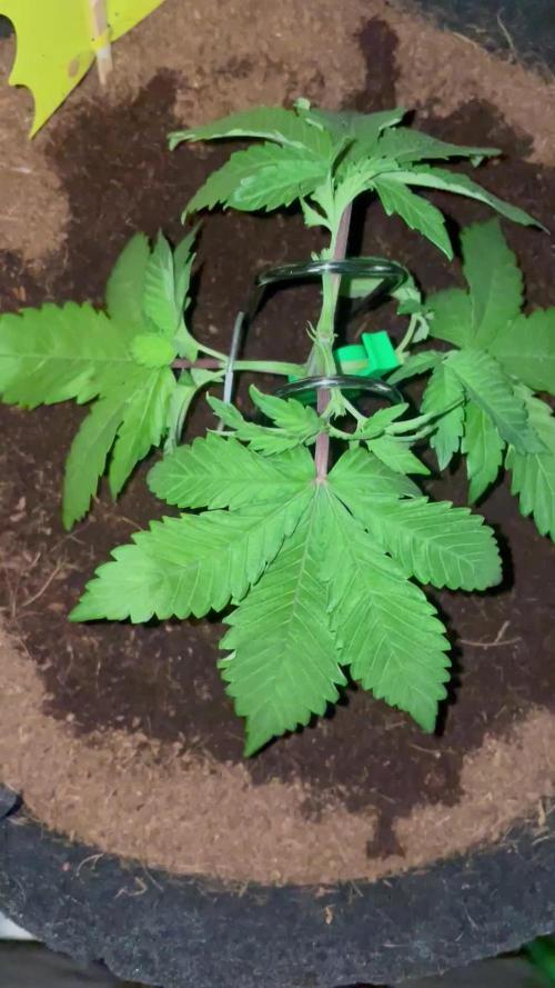 Purple Haze Nordkraut 25l Pot