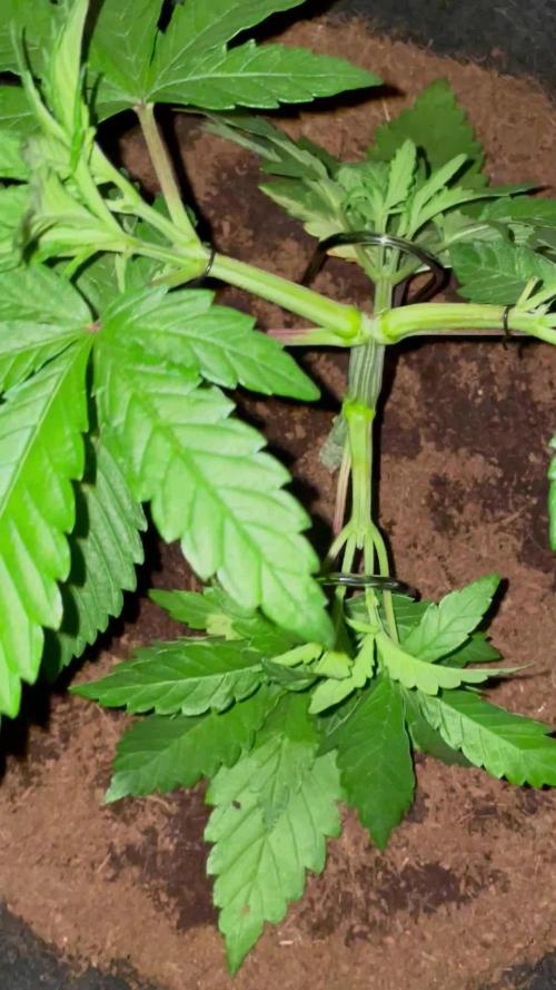 Purple Haze Nordkraut 25l Pot