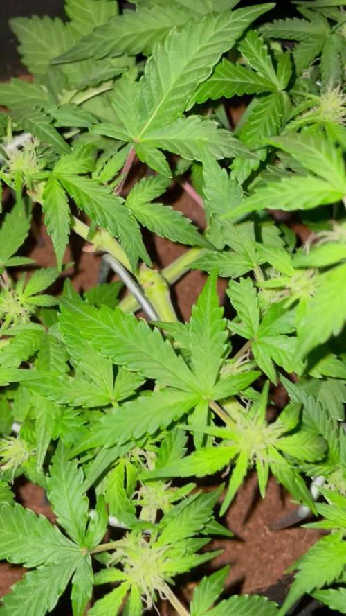 Blueberry Auto Zamnesia