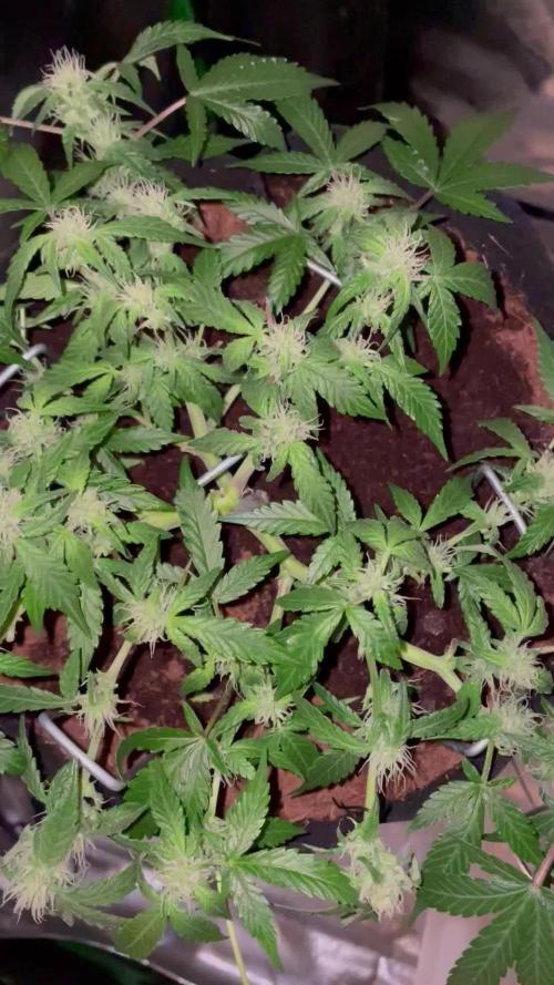 Blueberry Auto Zamnesia