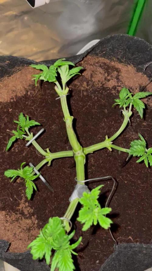 Purple Haze Nordkraut 25l Pot