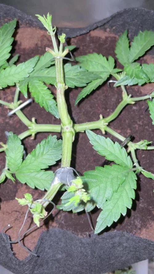 Purple Haze Nordkraut 25l Pot