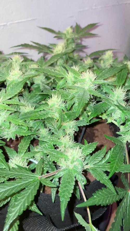 Blueberry Auto Zamnesia