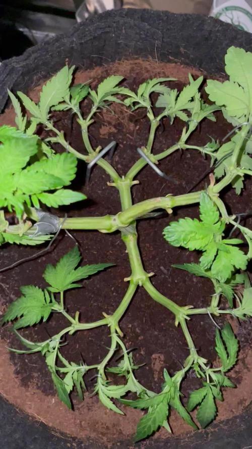 Purple Haze Nordkraut 25l Pot