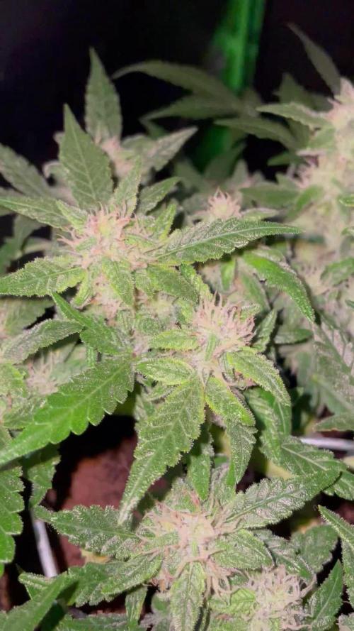 Blueberry Auto Zamnesia