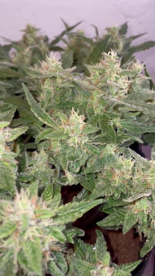 Blueberry Auto Zamnesia