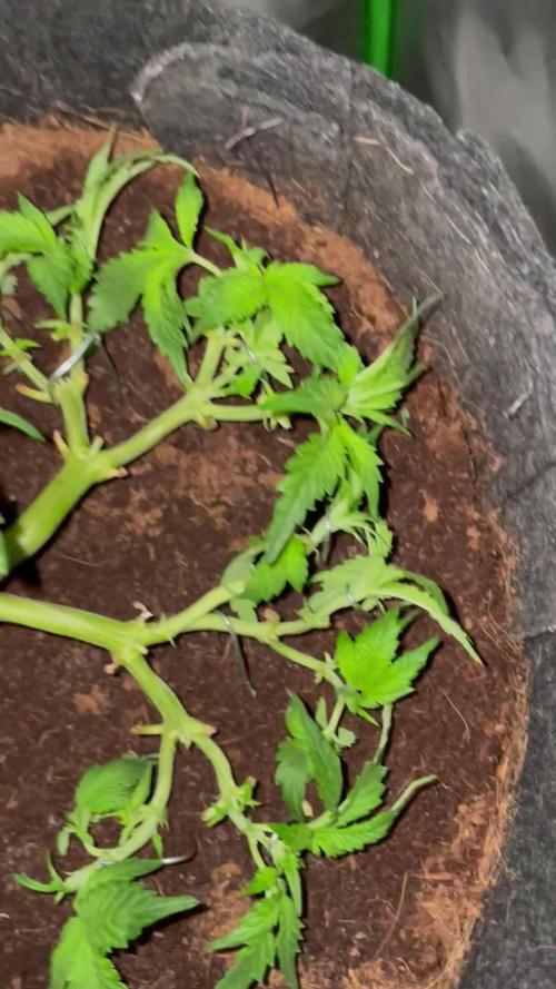 Purple Haze Nordkraut 25l Pot