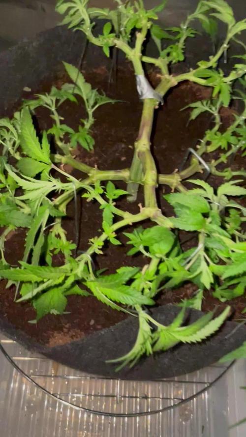 Purple Haze Nordkraut 25l Pot