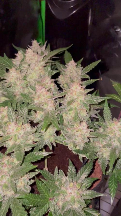 Blueberry Auto Zamnesia