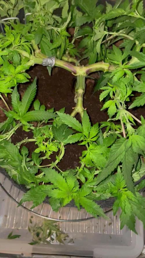 Purple Haze Nordkraut 25l Pot