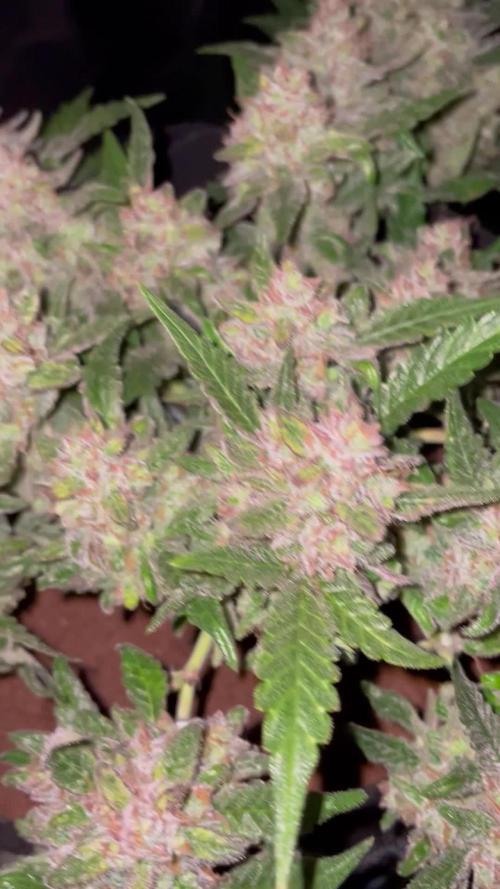 Blueberry Auto Zamnesia