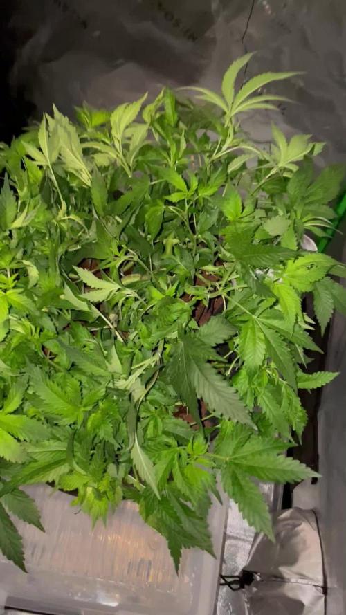 Purple Haze Nordkraut 25l Pot