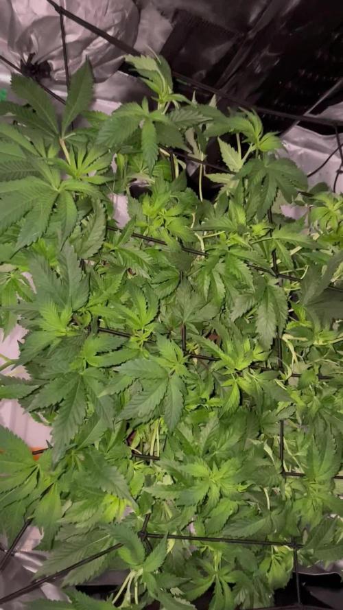 Purple Haze Nordkraut 25l Pot