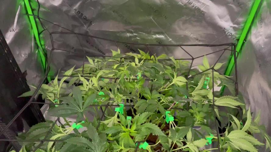 Purple Haze Nordkraut 25l Pot