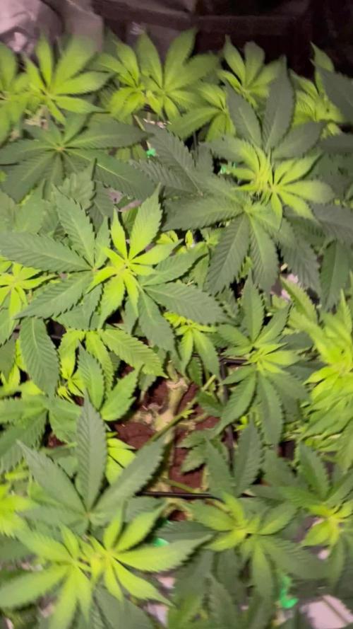 Purple Haze Nordkraut 25l Pot