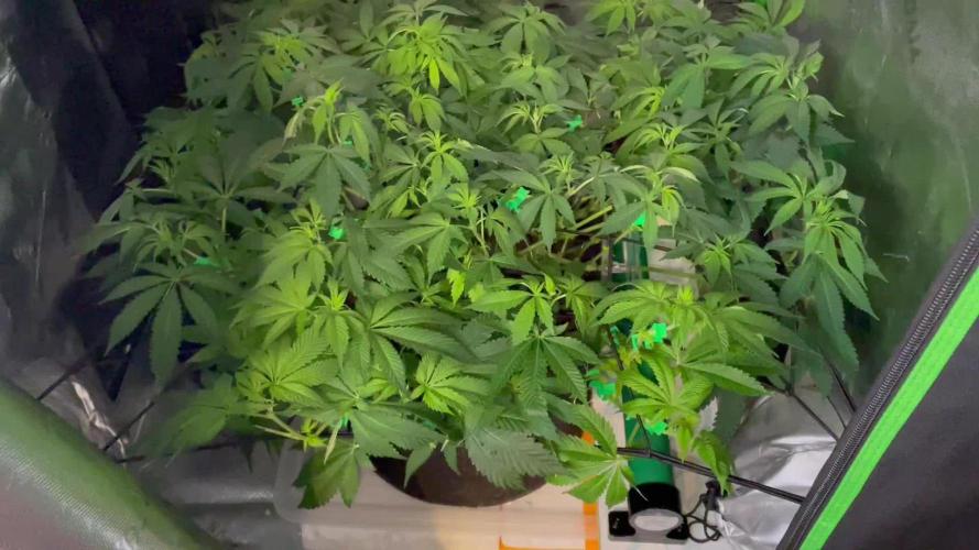 Purple Haze Nordkraut 25l Pot