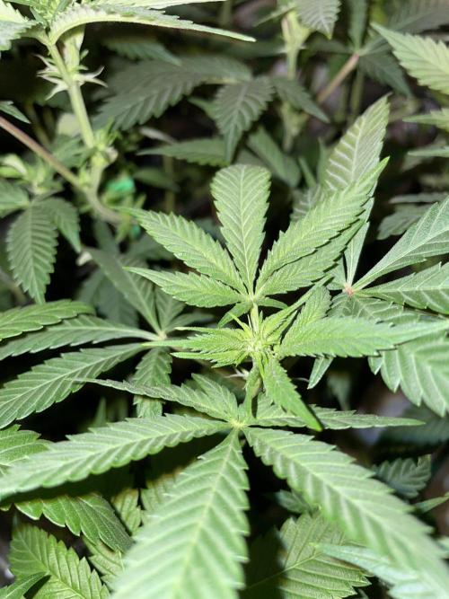 Purple Haze Nordkraut 25l Pot. Week 18