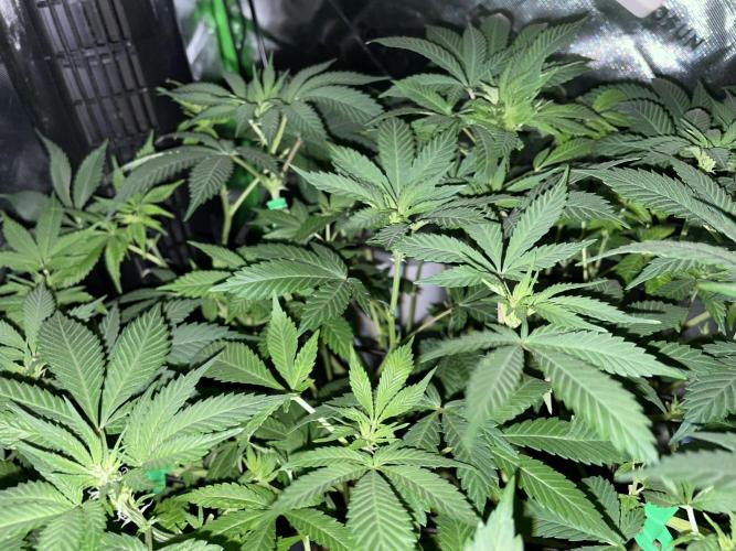 Purple Haze Nordkraut 25l Pot. Week 18