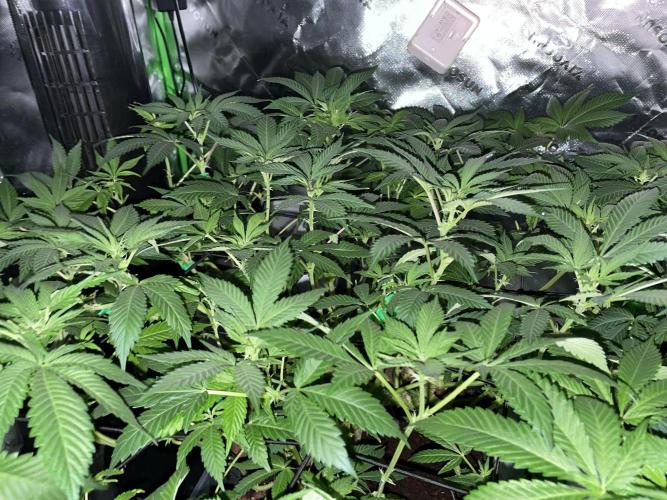 Purple Haze Nordkraut 25l Pot. Week 18