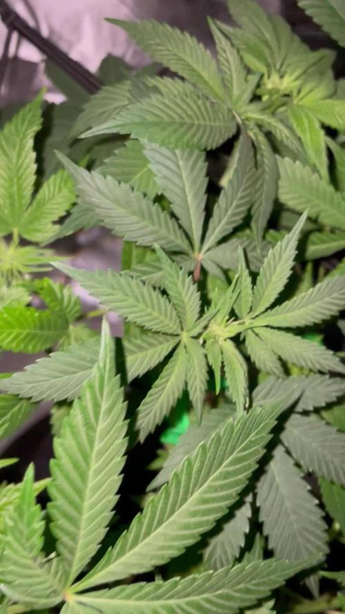 Purple Haze Nordkraut 25l Pot