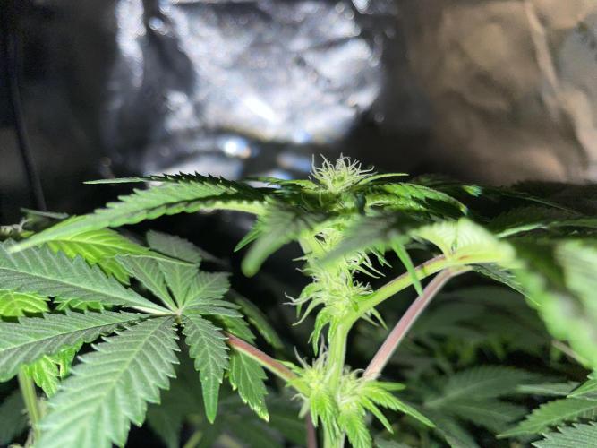 Purple Haze Nordkraut 25l Pot. Week 19