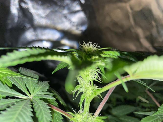 Purple Haze Nordkraut 25l Pot. Week 19