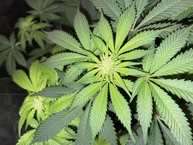 Purple Haze Nordkraut 25l Pot. Week 19