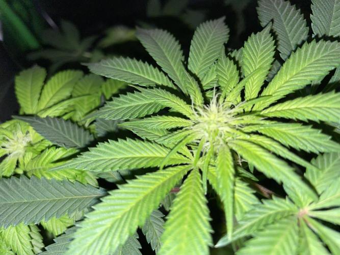 Purple Haze Nordkraut 25l Pot. Week 19