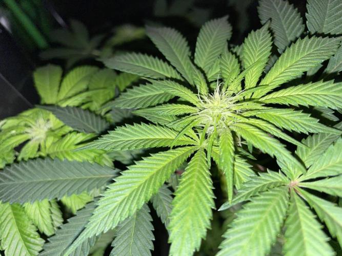 Purple Haze Nordkraut 25l Pot. Week 19