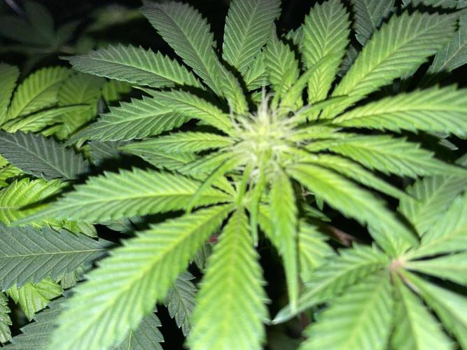 Purple Haze Nordkraut 25l Pot. Week 19