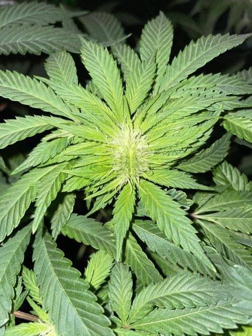 Purple Haze Nordkraut 25l Pot. Week 19