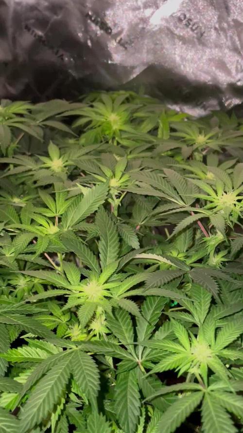 Purple Haze Nordkraut 25l Pot