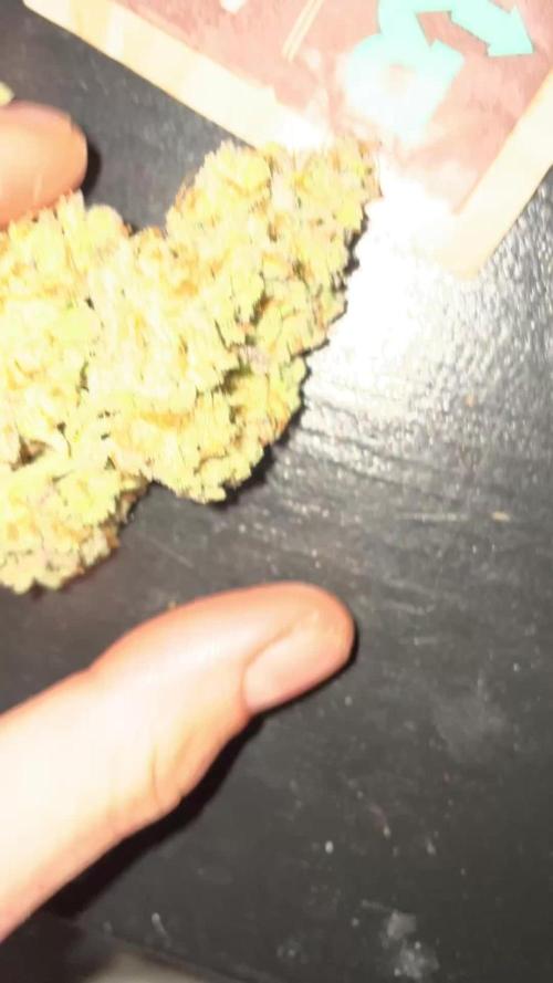 Blueberry Auto Zamnesia