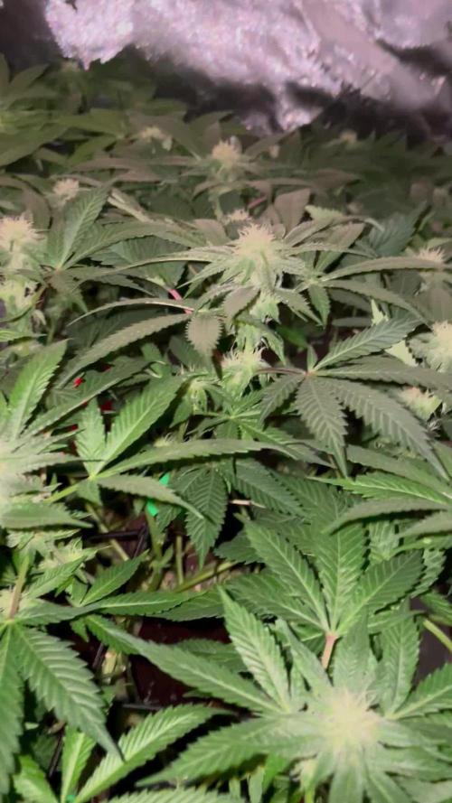 Purple Haze Nordkraut 25l Pot