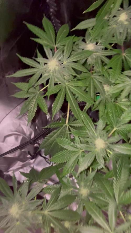 Purple Haze Nordkraut 25l Pot