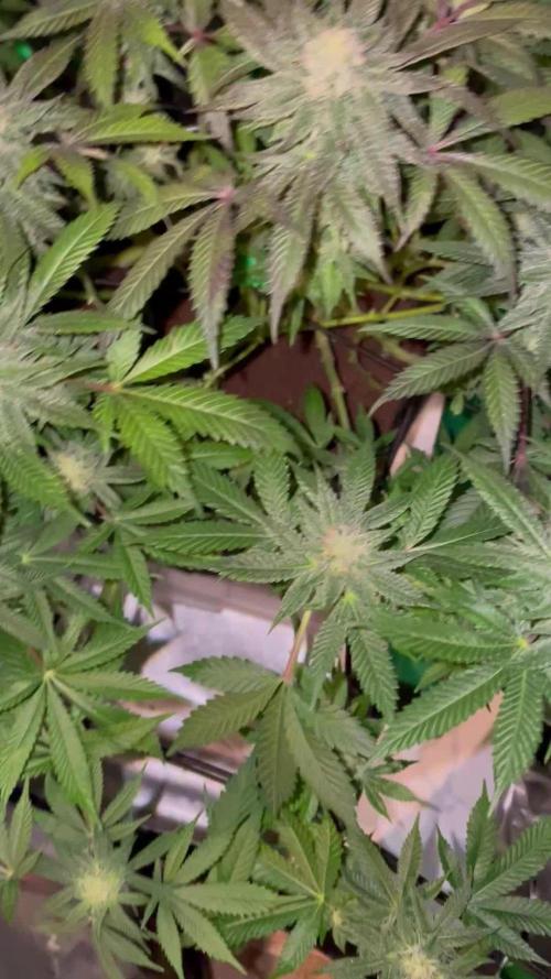 Purple Haze Nordkraut 25l Pot