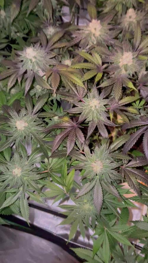 Purple Haze Nordkraut 25l Pot
