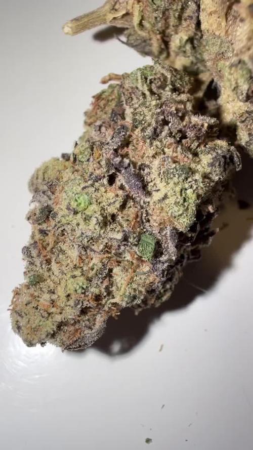 Nose Candi - Grounded Genetics