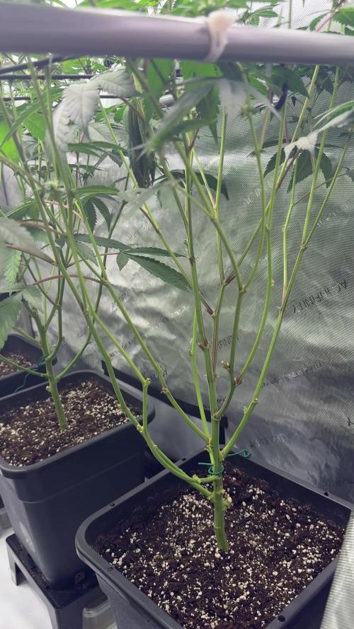 Zowahh - Karma Genetics (clones)
