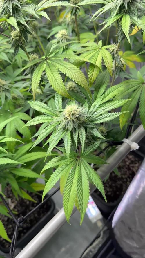 Zowahh - Karma Genetics (clones)