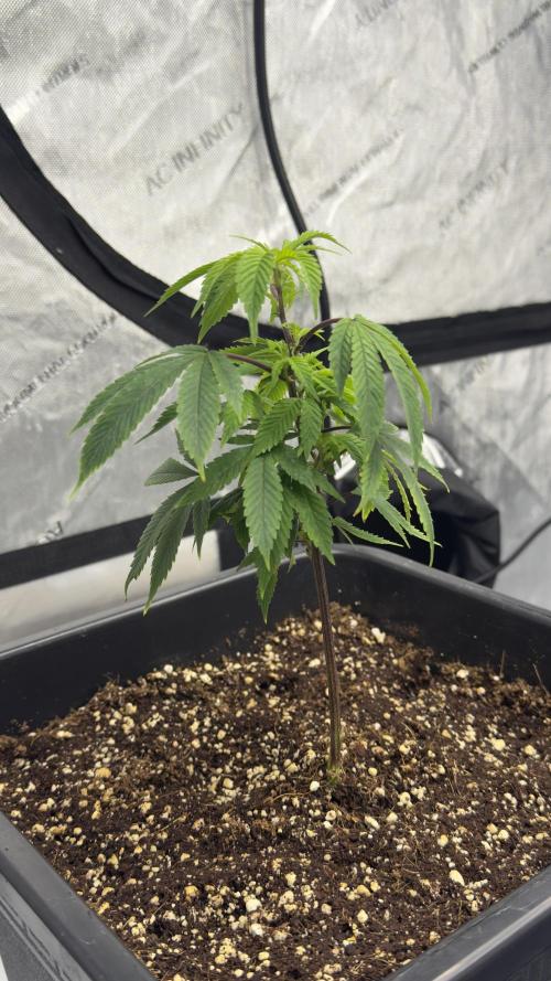 Zushi - Seed Junky Genetics (cuts). Week 1