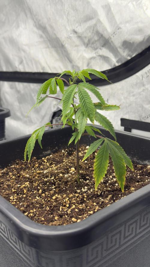 Zushi - Seed Junky Genetics (cuts). Week 1